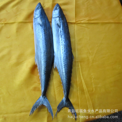 探秘青岛旺福鱼乡 专业厂家直销的优质白鳞鱼如何赢得市场