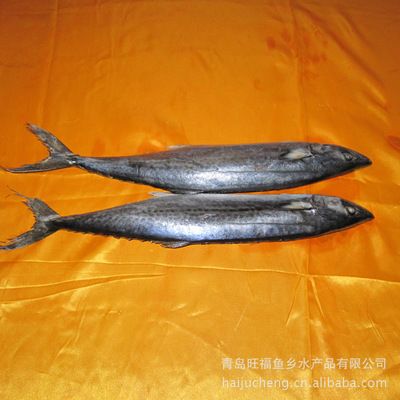 专业厂家直销 青岛旺福鱼乡优质白鳞鱼，鲜冻皆宜