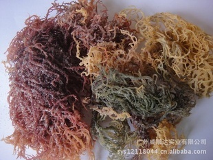优质菲律宾海藻 探寻深海珍品的水产新标杆